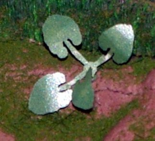 Picture of HO Scale - Laser Cut Plants - Elephant's Ear