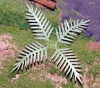 Picture of HO Scale - Laser Cut Plants - Cycad