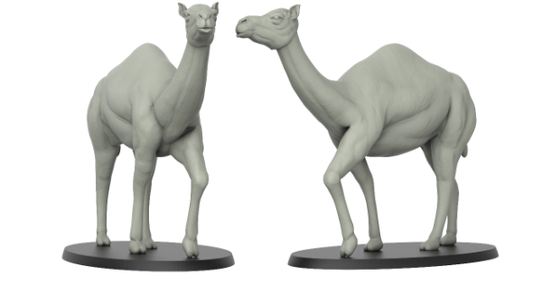 Picture of Camel