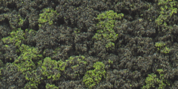 Picture of Bushes - Forest Blend