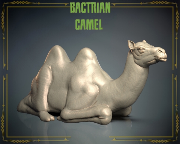 Picture of Animals Set 3 - Bactrian Camel